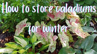 Easy Stepbystep Guide To Overwinter Caladium Bulbs In Colder Climates ❄ storing caladiums ❄ [upl. by Khano291]