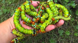 Giant Caterpillars Hickory Horned Devils  Regal Moth  Citheronia regalis Saturniidae VERY Big [upl. by Schnurr501]