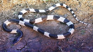 The Blue Krait quotMalayan Kraitquot Snake Bite Venom Bungarus Candidus [upl. by Ajnin]