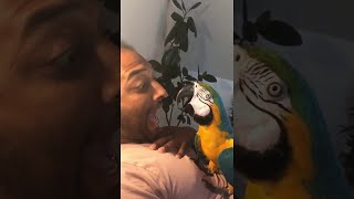 Macaw and Man Have a Screaming Competition  ViralHog [upl. by Lucretia505]