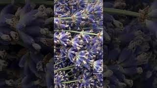 Sequim Washington Lavender Festival 2024 [upl. by Roybn]