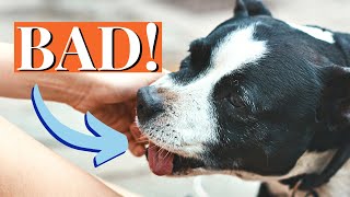 How to Stop Staffy Puppy Biting 7Step Training Guide [upl. by Qidas132]