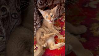 😻Funny😻kitten amp who is guilty🤣 funny shorts funnyvideo comedy shortvideo [upl. by Carew]