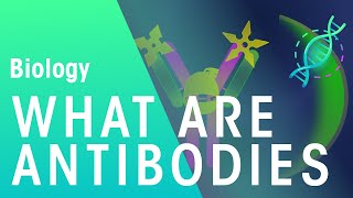 What are Antibodies  Health  Biology  FuseSchool [upl. by Ereveniug207]