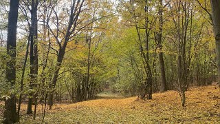 Waldspaziergang im herbstlichen Weinviertel Mistelbach 🍃🍂 [upl. by Lambrecht]