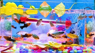 cute animal videos colorful fish gold gourami eel and other cute fish [upl. by Kamila851]