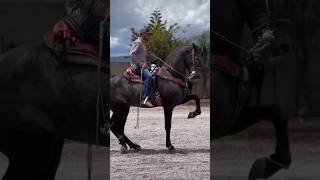 Hermoso Caballo de elite [upl. by Annais]