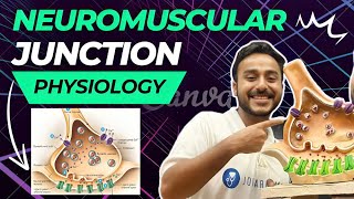 neuromuscular junction physiology  neuromuscular transmission physiology in Hindi [upl. by Nollahp880]