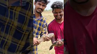 ఒక చిన్న అలుగులో ఇన్ని కొర్రమీనుల snakehead fishing  telugu fishing [upl. by Eniotna]