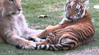 Tiger cub and lion playing  Filhote de tigre e leao brincando [upl. by Kalman]