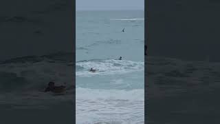 surfs up at Portreath Beach ⛱️ explorecornwall beach nature [upl. by Yhcir567]