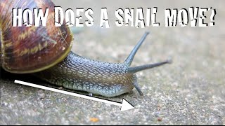 Exploring Invertebrates  How Do Snails Move [upl. by Elva]