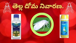 whitefly control whitefly bayer basf insecticides [upl. by Lein]