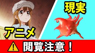 【はたらく細胞】 アニメと現実を見比べてみた Cells at Work Hataraku Saibou [upl. by Fan]