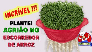 Como plantar agrião dentro do apartamento HIDROPONICOno escorredor de arroz [upl. by Noami796]