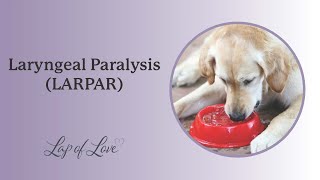 Laryngeal Paralysis LARPAR in Dogs [upl. by Jairia]