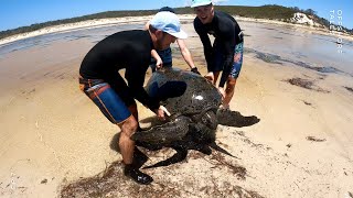 SAVING A GIANT SEA TURTLE [upl. by Bendix760]