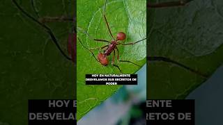 Cómo Alejar a las Hormigas Cortadoras sin Dañarlas 🐜🐜 Repelente natural [upl. by Undis]