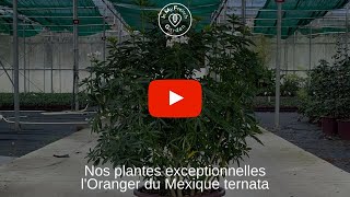 🤩 LOranger du Mexique ternata XXL une plante exceptionnelle un grand sujet un spécimen rare [upl. by Nedyaj56]