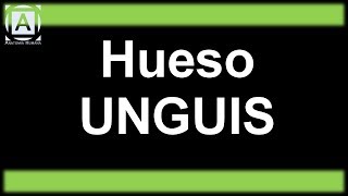 Hueso Unguis [upl. by Millar]