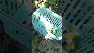 Harvesting bilimbi fruits in our yard 🌿🍋 [upl. by Schnell]