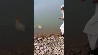 Big 6kg Carp Fish fishing in khanpur dam catch of the day pindianglars [upl. by Awhsoj777]