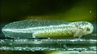 Breeding Axolotls  Newborn  Close up lateral view ⁴ᵏ ᵁˡᵗʳᵃ ᴴᴰ [upl. by Aidiruy298]