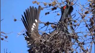 Black billed Capercaillie Tetrao urogalloides [upl. by Dehsar]