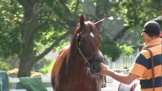 Ill Have Another gallops at Belmont Park [upl. by Ahtnamys232]