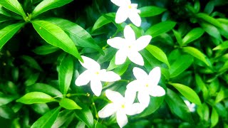 New Flower Blossom of Garden  Gardening Video [upl. by Bronson]