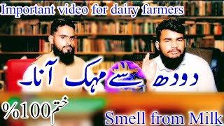 Remove smell from milk of cow or buffalo  Janwer ka doodh se smell  Team RLS  Rafaqat livestock [upl. by Brade]