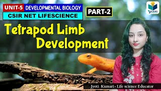 TETRAPOD LIMB DEVELOPMENT PART2 CSIR NET DEVELOPMENTAL BIOLOGY [upl. by Ajaj733]