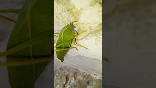 Leaf like Insect [upl. by Sidonnie907]