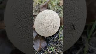 ГРИБ ДОЖДЕВИК Lycoperdon perlatum 3 Shorts [upl. by Hilarius]