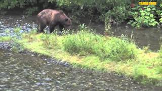 Hyder Bears Fish Creek Bridge Wildlife Observation Site in Hyder Alaska [upl. by Anikahs]