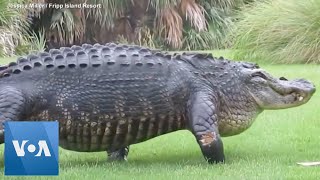 Massive alligator casually walks across golf course [upl. by Silverts]