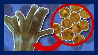 What are Zooxanthellae and why are they important  Minute Marine Science [upl. by Ansel]