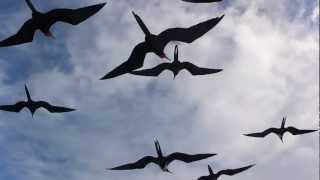 Magnificent Frigatebird Fregata magnificens [upl. by Ocimad639]