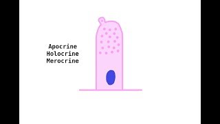 Apocrine Holocrine Merocrine glands [upl. by Soilisav559]