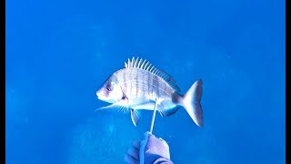 Ψαροντούφεκο  Ο Σαργός αλλιώς  Spearfishing  The different Sargo SCCE Sargo [upl. by Lussi679]