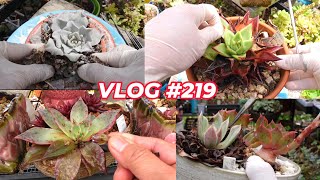 Clean Root Rot Succulents  VLOG 219 Growing Succulents with LizK [upl. by Nalod159]