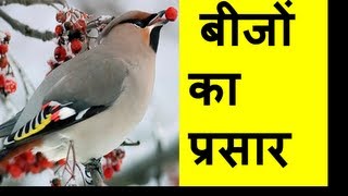 Seed Dispersal Types बीज प्रसार Hindi [upl. by Assirialc]