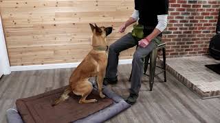 Dog Training Position Changes with Speed [upl. by Hampton589]