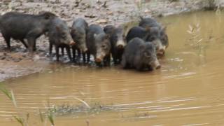 Whitelipped peccaries crossing a stream  Huanganas cruzando quebrada [upl. by Joellen290]