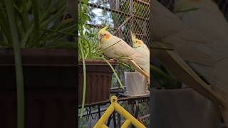 আমার স্বপ্নের বেলকুনি এভিয়ারি দৃশ্যমান My dream Open Balcony Aviary is now a Visible Reality🦜aviary [upl. by Asenav]