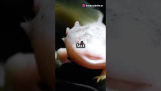 Amazing Axolotl Facts facts fun viral animals dogscatsanimallover animalshorts [upl. by Meeharbi]