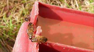 Abeilles au pays des ajoncs miellée 29 janvier 2021 pollen noisetier [upl. by Chouest67]