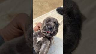 Cute 🥰 Lovely 💕Cane Corso Puppy 🐶viralvideopuppyviralvideo [upl. by Groark]