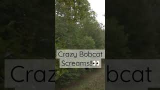 Crazy Bobcat Screams🤦‍♂️👀 [upl. by Sola]