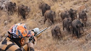 Wild Boar INVASION Incredible Hunting Shots and Unbelievable Action hunting hog [upl. by Slein]